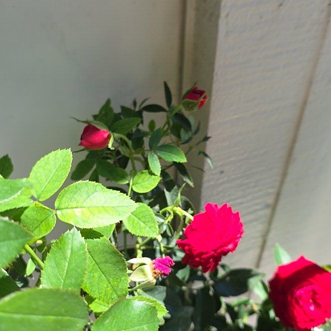 Photo of the plant species Alpine Rose by @ZippyTrextoes90 named Mochi on Greg, the plant care app