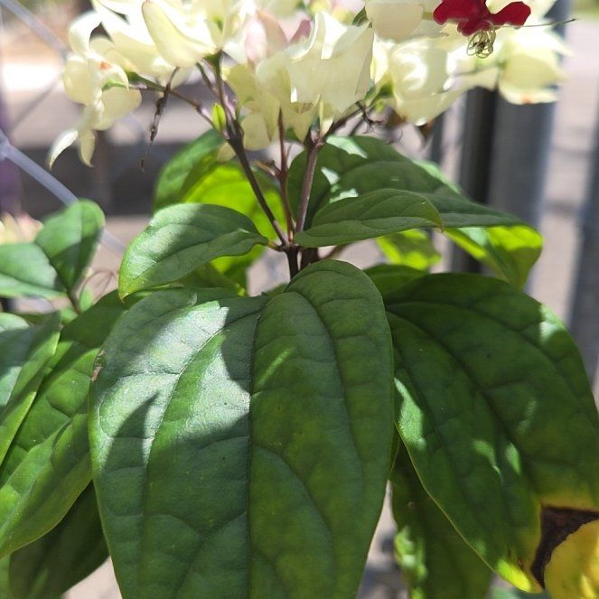 Photo of the plant species Bleeding Heart Vine by @ExactChives36 named Xena on Greg, the plant care app