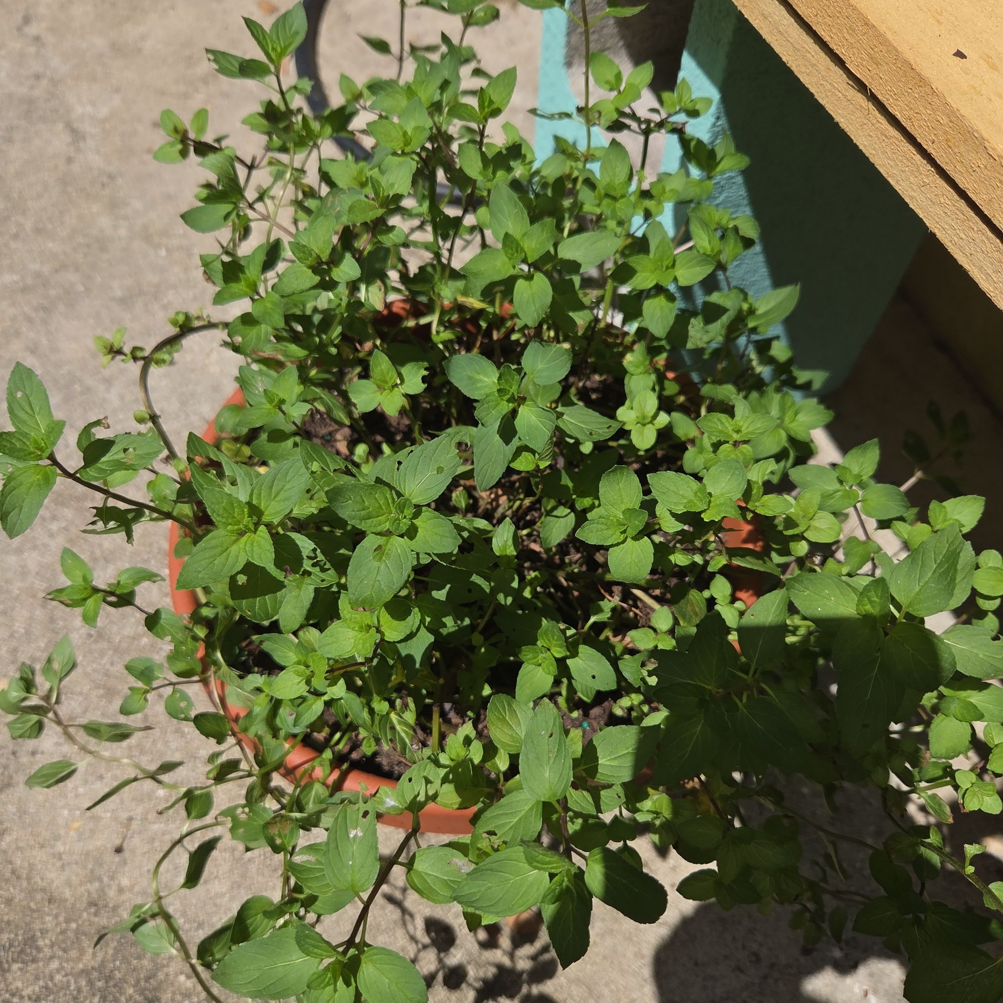 Photo of the plant species Chocolate Mint by @ExactChives36 named Pax on Greg, the plant care app