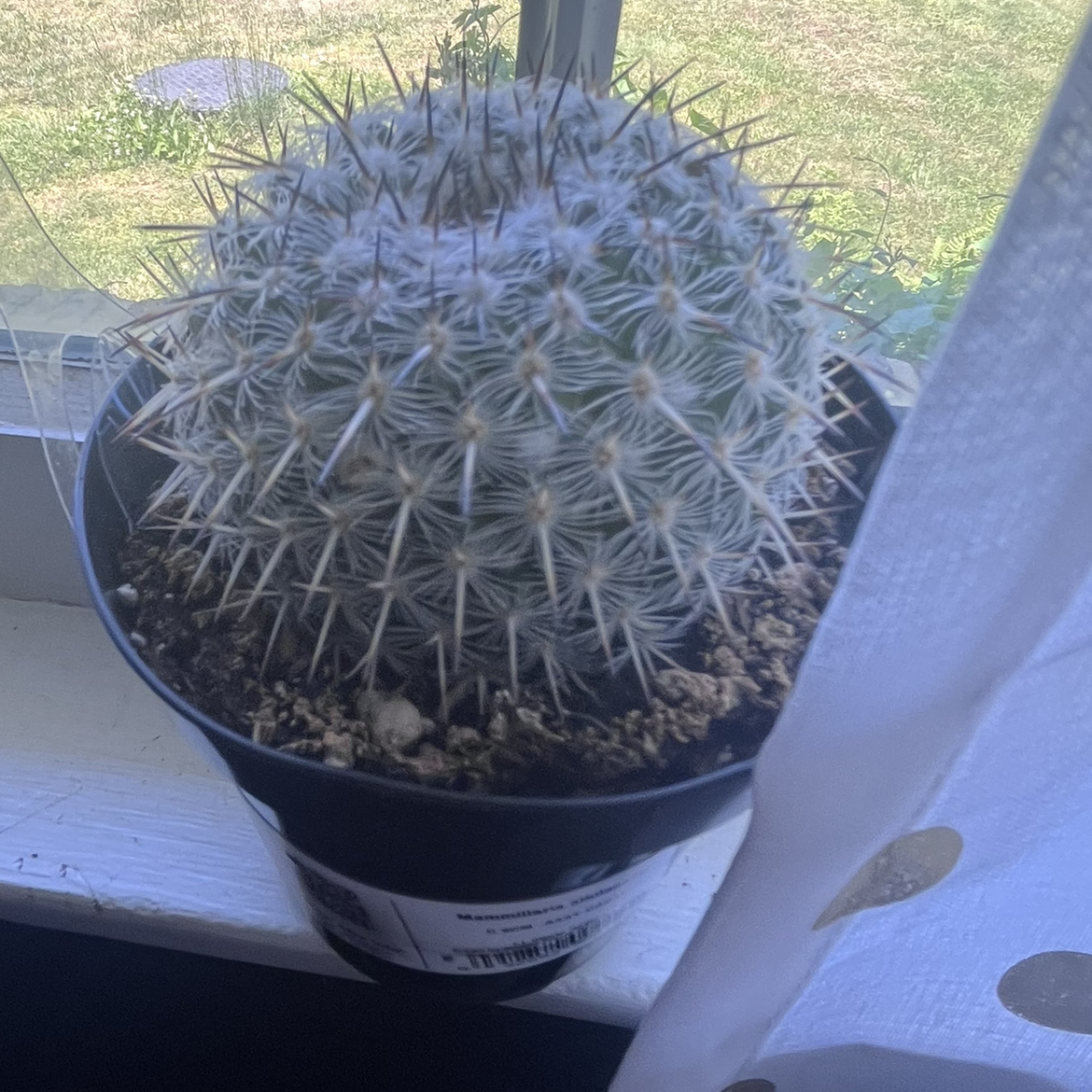 Photo of the plant species Mammillaria albilanata by @GrandCorn35 named Greg on Greg, the plant care app