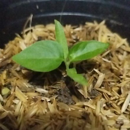 Photo of the plant species Capsicum Frutescens by @YoungPapaya15 named Huckleberry Fern on Greg, the plant care app