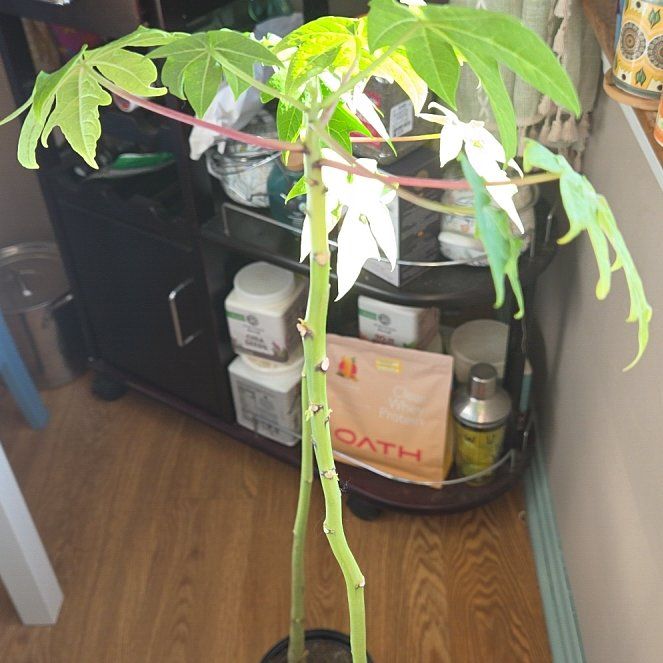 Photo of the plant species Papaya by @LadyLourdes named Sol on Greg, the plant care app