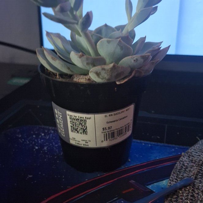 Photo of the plant species Canadian by @GoodZinnia72 named Sanders on Greg, the plant care app