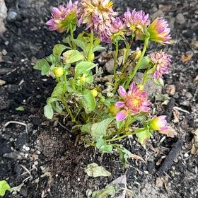 Photo of the plant species Garden Dahlia by @DesignerMelon58 named Denali on Greg, the plant care app
