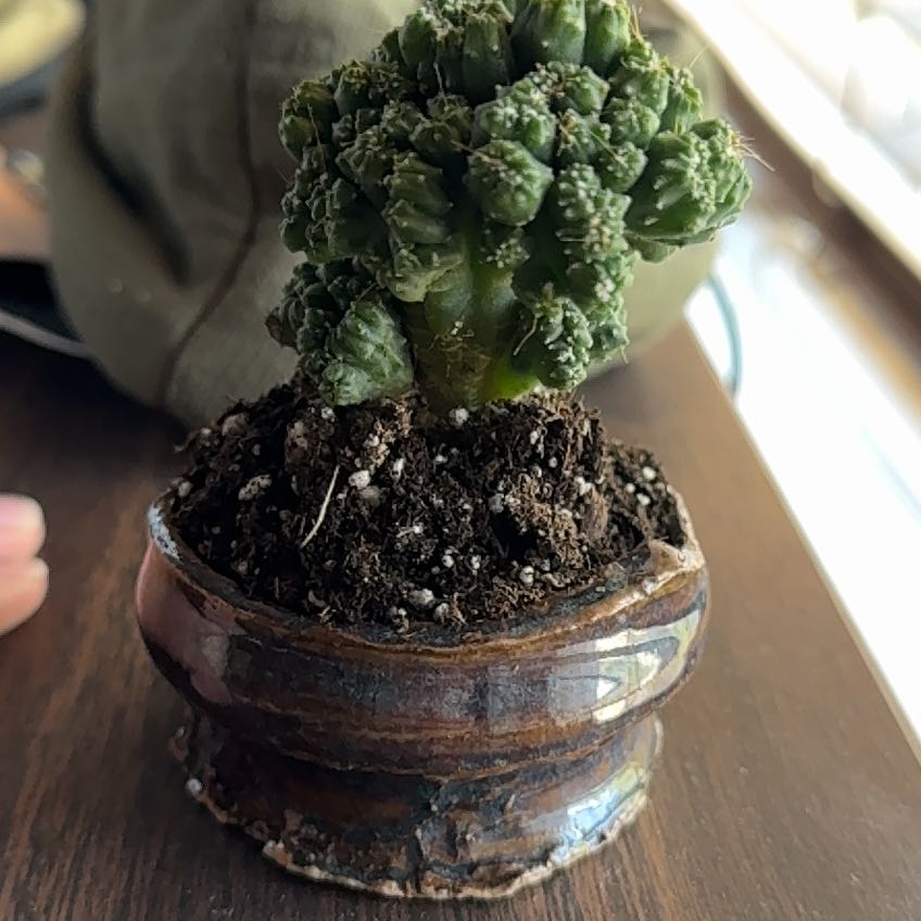 Photo of the plant species Ming Thing Cactus by @FitGollum27 named Spike Leaves on Greg, the plant care app