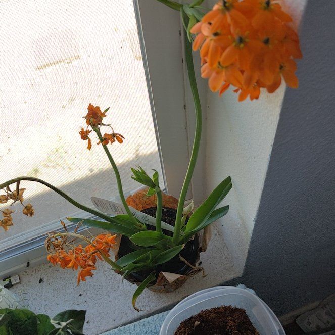Photo of the plant species Orange Sun Star by @RuggedBeech28 named Sigmund on Greg, the plant care app