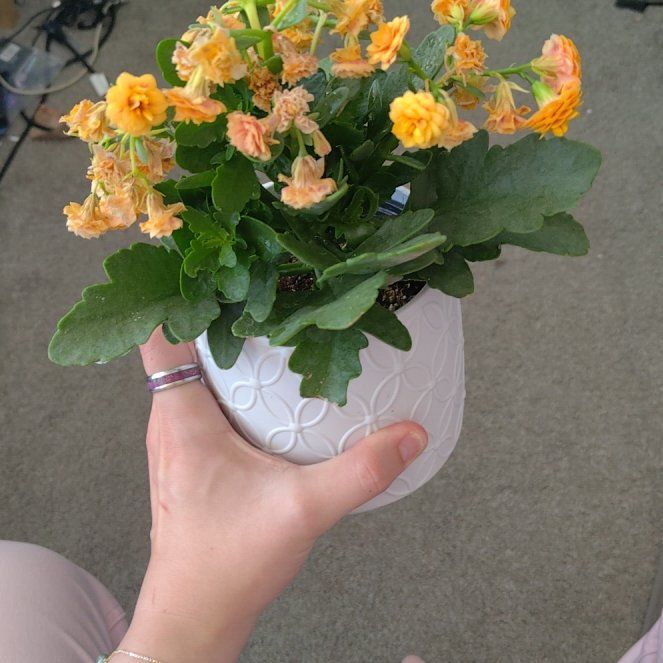 Photo of the plant species Calandiva by @RuggedBeech28 named Robert Plant on Greg, the plant care app