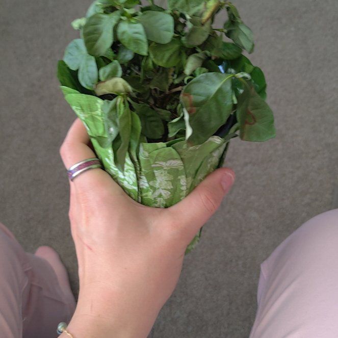 Photo of the plant species Common Gardenia by @RuggedBeech28 named Fernie Mac on Greg, the plant care app