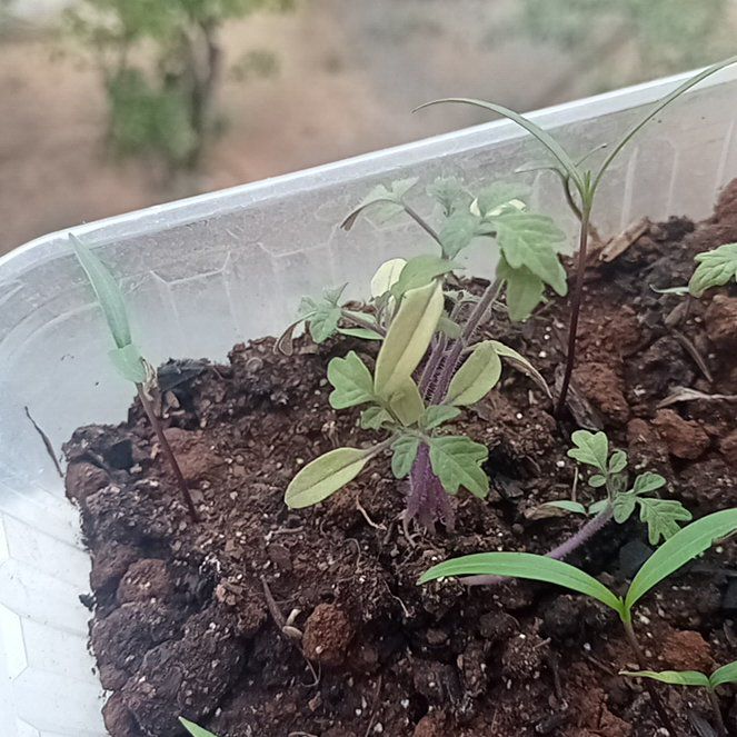 Photo of the plant species Sweet Alyssum by @FabClubcoral2 named Melissa on Greg, the plant care app