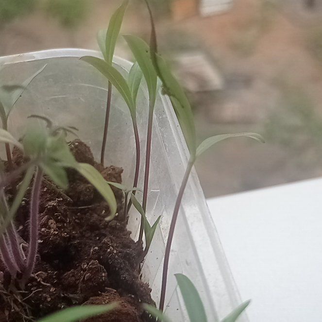 Photo of the plant species Cosmos 'Cosmic' by @FabClubcoral2 named Kashmir on Greg, the plant care app