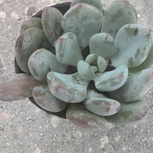 Photo of the plant species Sealettuce by @UrbaneGalega39 named Treeyoncé on Greg, the plant care app