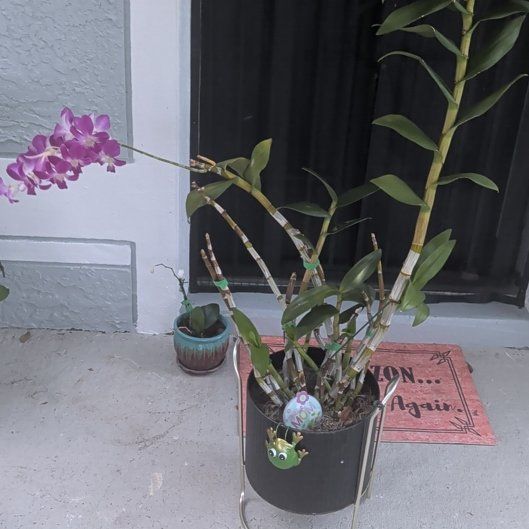 Photo of the plant species Fire Star Orchid by @UrbaneGalega39 named Messi on Greg, the plant care app