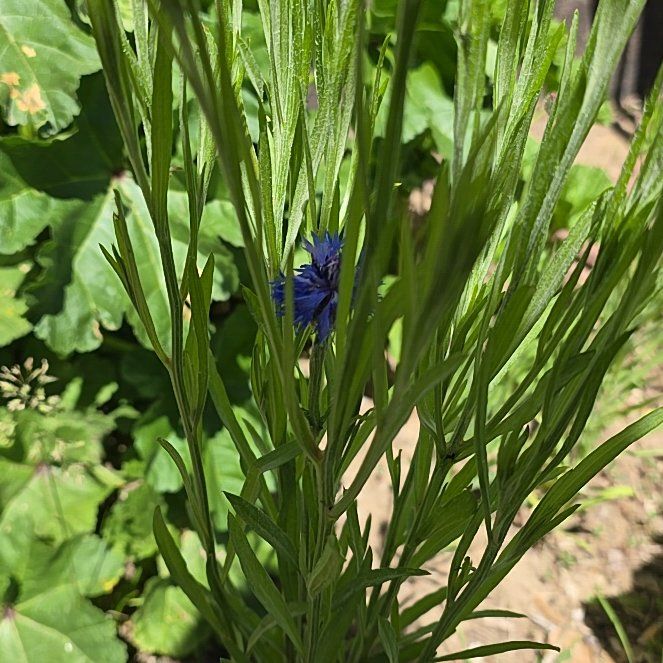 Photo of the plant species Centaurea Cyanus by @MarkedKamahi12 named Beckham on Greg, the plant care app