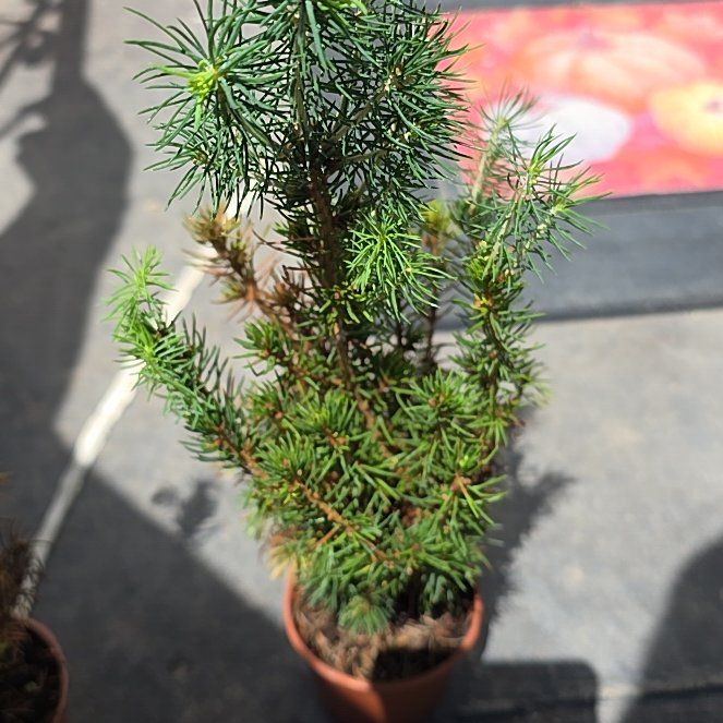 Photo of the plant species Dwarf Alberta Spruce by @MarkedKamahi12 named Apollo on Greg, the plant care app