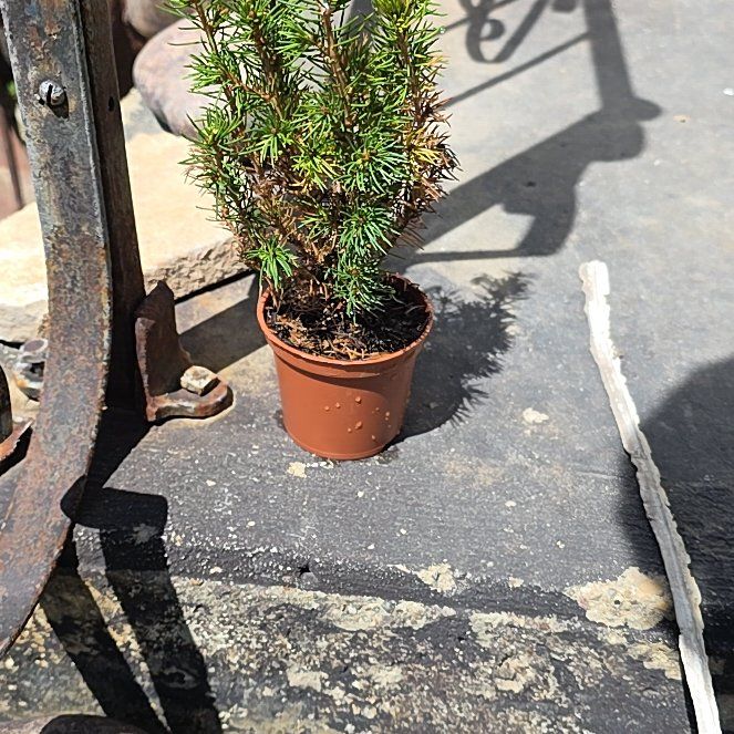 Photo of the plant species Dwarf Alberta Spruce by @MarkedKamahi12 named Scarlett on Greg, the plant care app