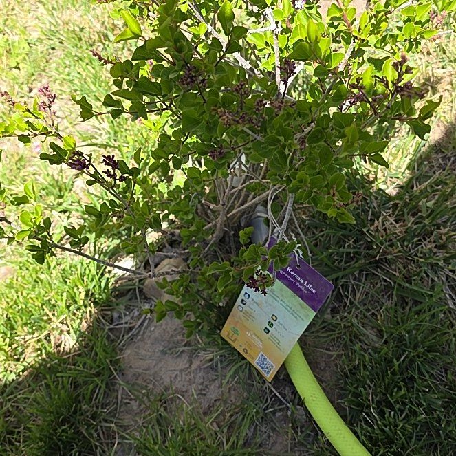 Photo of the plant species Dwarf korean lilac by @MarkedKamahi12 named Lola on Greg, the plant care app