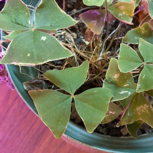 Photo of the plant species Green Shamrock by @MeekCannalily10 named Dolores on Greg, the plant care app