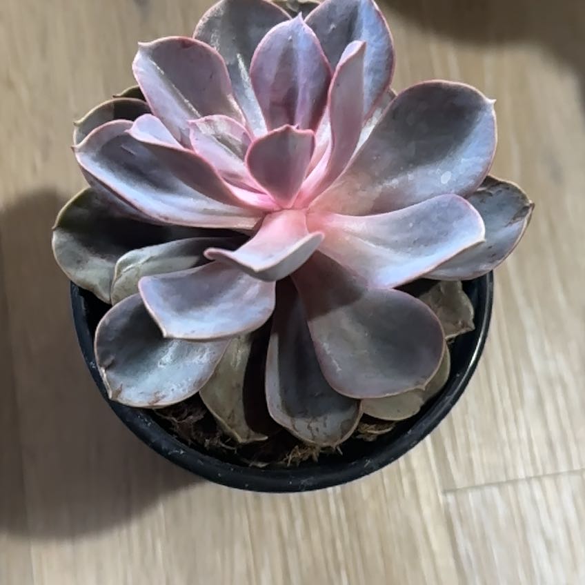Photo of the plant species Echeveria Red Skye by @QuietBlusher43 named Echo on Greg, the plant care app