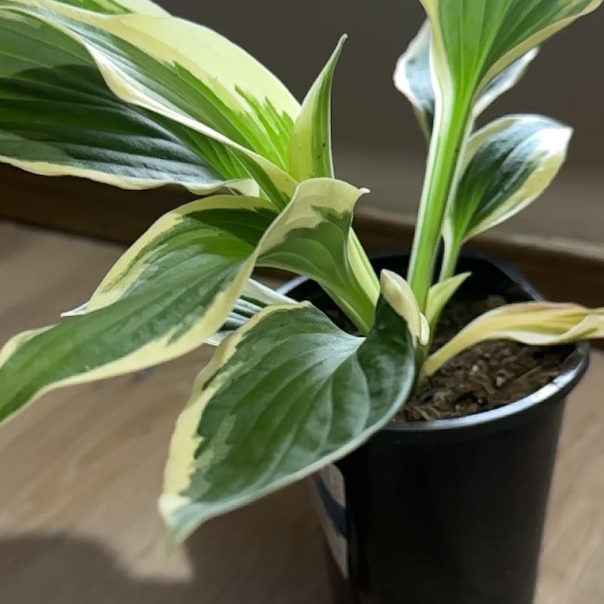Photo of the plant species Hosta 'Patriot' by @QuietBlusher43 named La Vista on Greg, the plant care app