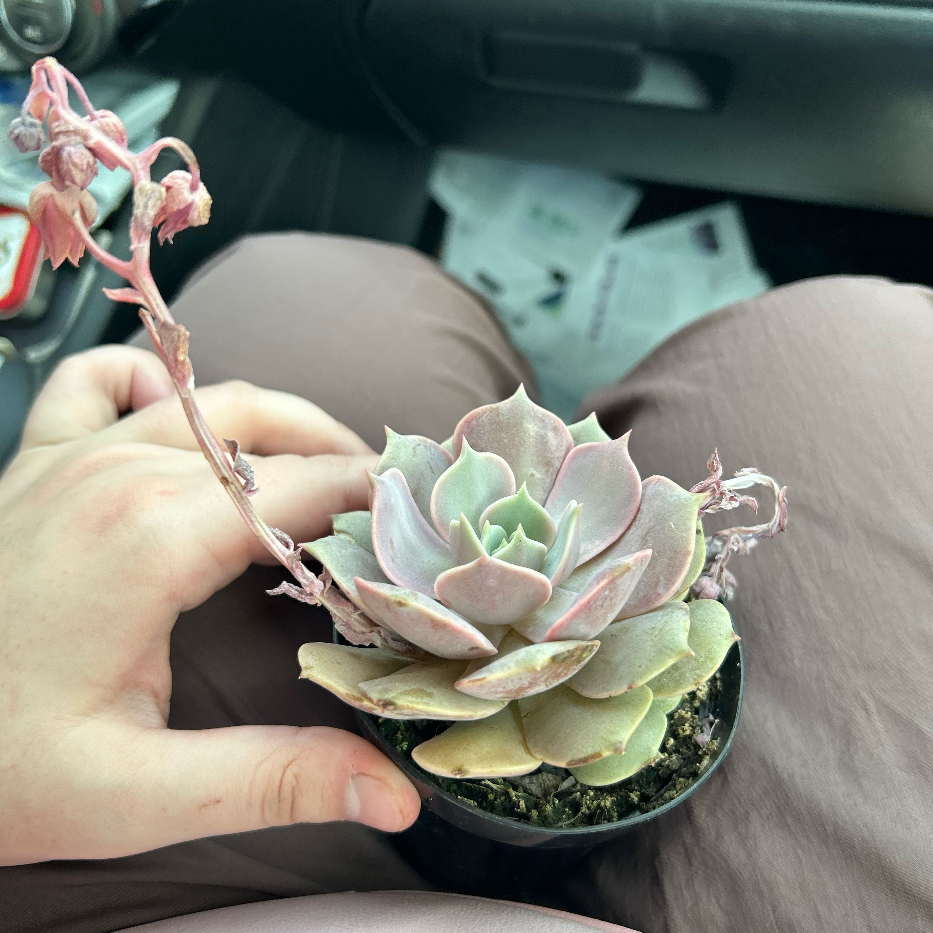 Photo of the plant species Echeveria 'Pink Diamond' by @LuckyPixiecap18 named Ronaldo on Greg, the plant care app