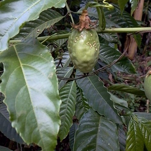 Photo of the plant species Passion Fruit by @SmileyJade named Dax on Greg, the plant care app
