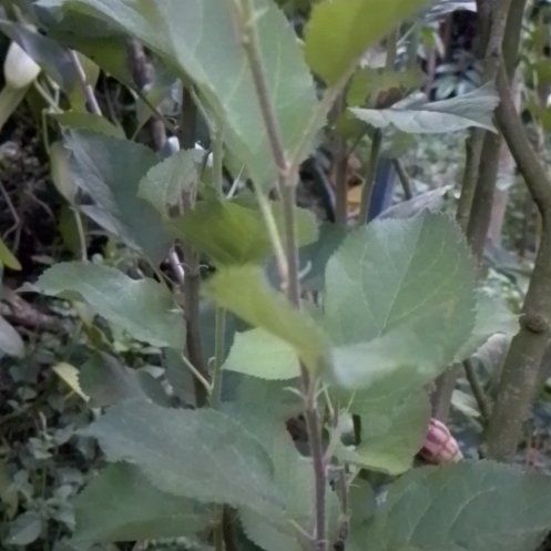 Photo of the plant species Cherry Plum by @SmileyJade named Hamilton on Greg, the plant care app