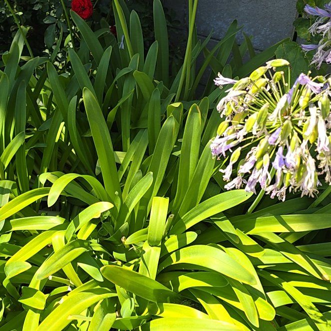 Photo of the plant species Blue Lily by @KeenElkweed41 named Gomez remove on Greg, the plant care app