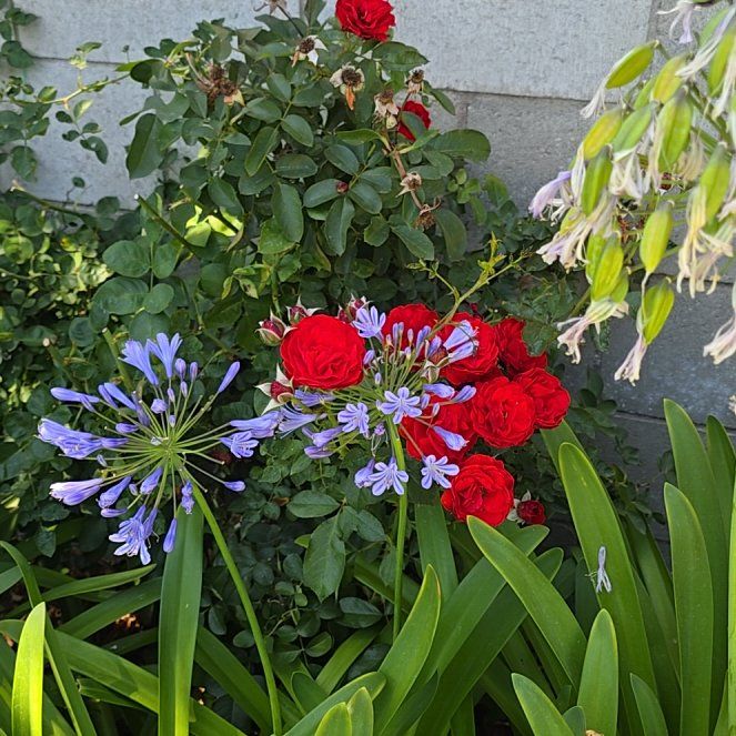 Photo of the plant species Blue Plumbago by @KeenElkweed41 named Prince on Greg, the plant care app