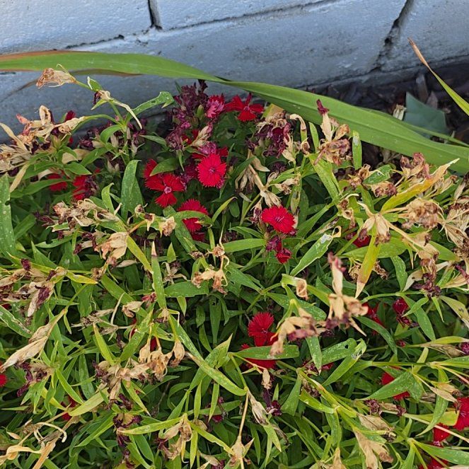 Photo of the plant species Chinese Pink by @KeenElkweed41 named Xena remove on Greg, the plant care app