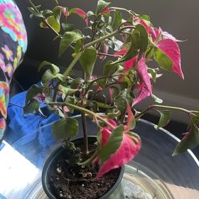 Photo of the plant species Party Time Alternanthera by @AceWasabi25 named Rainier on Greg, the plant care app