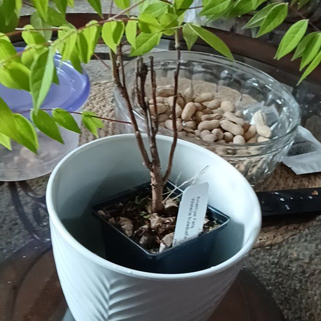 Photo of the plant species Amethyst Falls Wisteria by @DirectLime37 named Planty on Greg, the plant care app