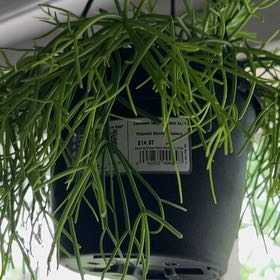 Photo of the plant species Rhipsalis baccifera by @NewGabisan68 named Oscar on Greg, the plant care app