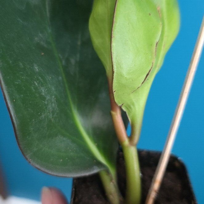 Photo of the plant species Philodendron 69686 by @StaunchMoss91 named Plato on Greg, the plant care app
