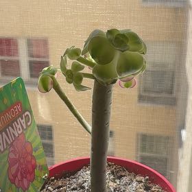 Photo of the plant species Aeonium 'Carnival' by @ZappyLettuce74 named Cleo on Greg, the plant care app