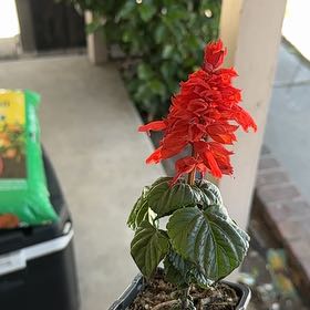 Photo of the plant species Scarlet Sage by @DurableFoxgrape named Mollie on Greg, the plant care app