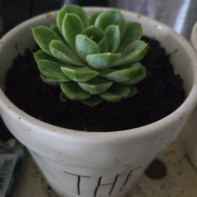 Photo of the plant species Graptoveria 'Moonglow' by @HandyVaccaria45 named Surya on Greg, the plant care app
