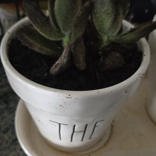 Photo of the plant species Chocolate Soldier Panda Plant by @HandyVaccaria45 named Teddy bear on Greg, the plant care app