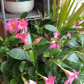 Photo of the plant species Madinia® Coral Pink Mandevilla by @AscendantPersia named Harper on Greg, the plant care app