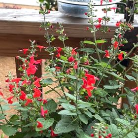 Photo of the plant species Salvia Red by @AscendantPersia named Sahara on Greg, the plant care app