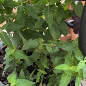 Photo of the plant species Purple Bergamot by @AscendantPersia named Figyonce on Greg, the plant care app