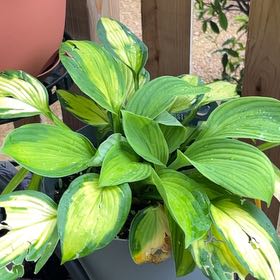 Photo of the plant species Hosta 'Captain Kirk' by @AscendantPersia named Harmony on Greg, the plant care app