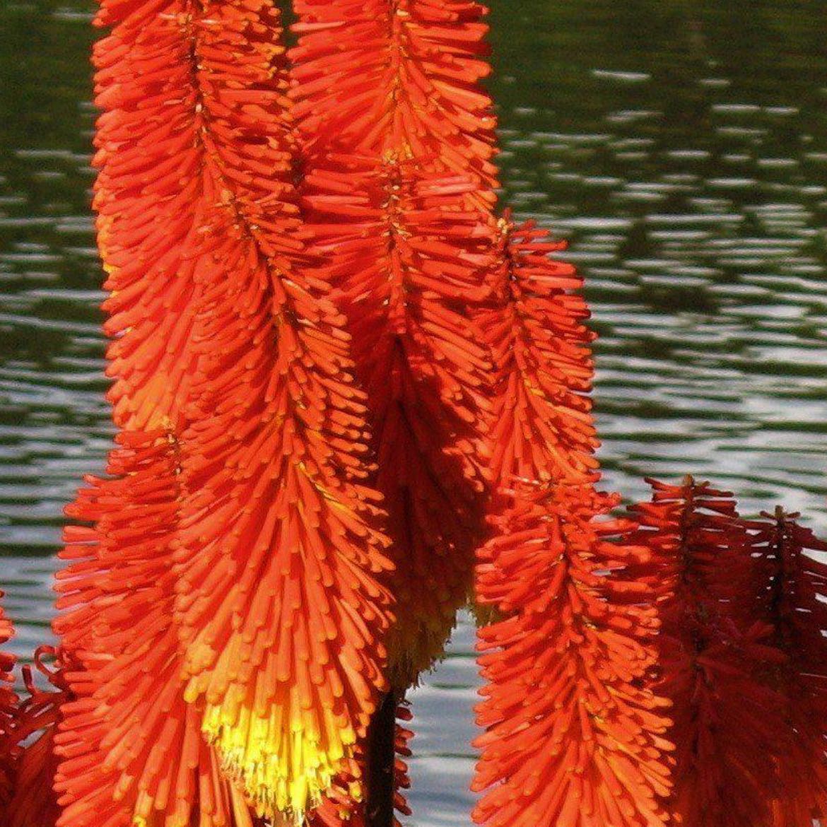Photo of the plant species Red Hot Poker by @AscendantPersia named Lebron on Greg, the plant care app