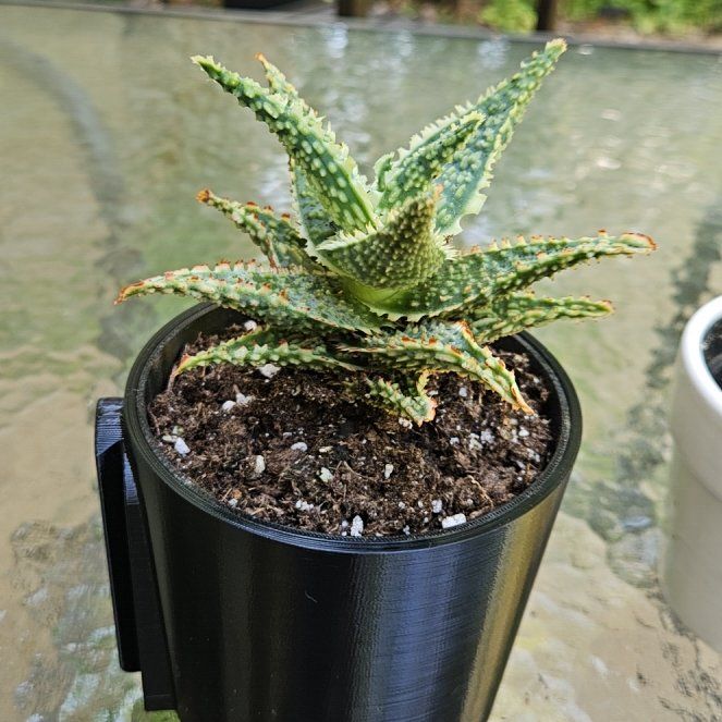 Photo of the plant species Star Aloe by @HumaneRossavens named Zion on Greg, the plant care app