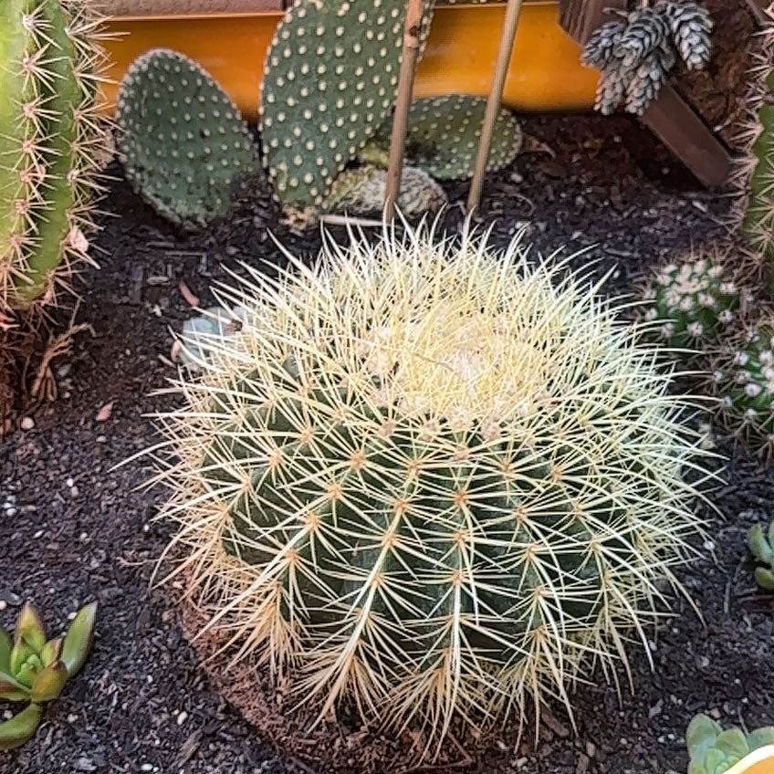 Photo of the plant species Compass Barrel Cactus by @ChicGreenice47 named James Dean on Greg, the plant care app