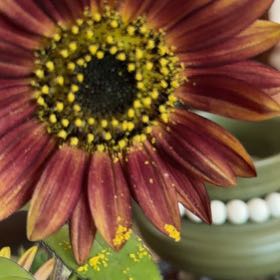 Photo of the plant species Treasureflower by @ZestfullyGarlic named Tolkien on Greg, the plant care app