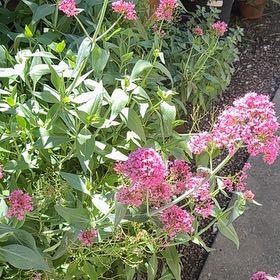 Photo of the plant species Valeriana rubra by @ZanyPotato30 named Darwin on Greg, the plant care app