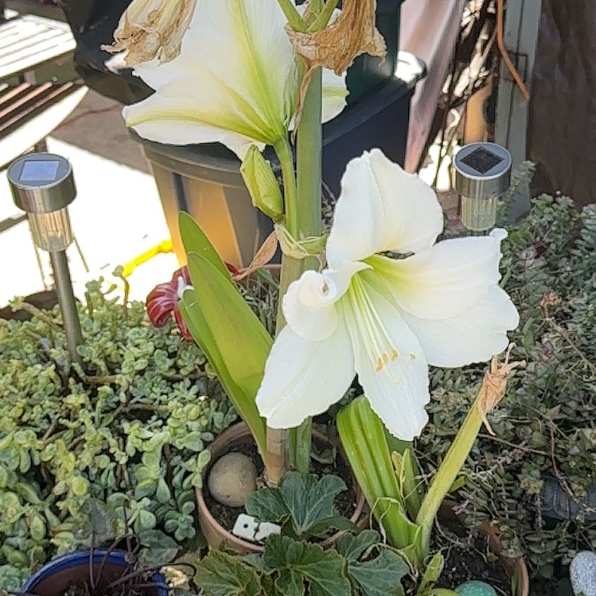 Photo of the plant species Beach Morning-Glory by @ZanyPotato30 named Willow on Greg, the plant care app