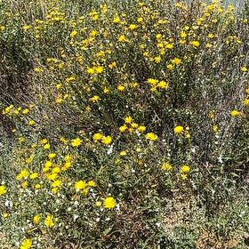 Photo of the plant species Slender Sunflower by @ZanyPotato30 named Fernie Mercury on Greg, the plant care app