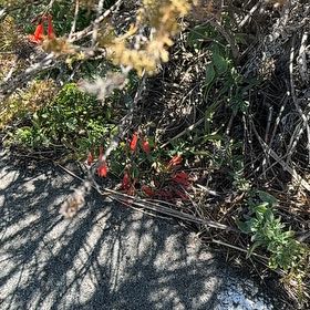 Photo of the plant species California-Fuchsia by @ZanyPotato30 named Keanu Leaves on Greg, the plant care app