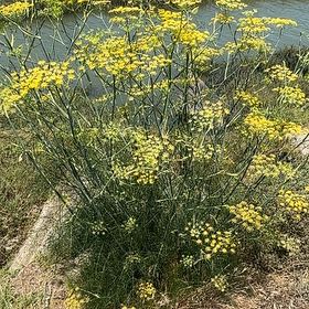 Photo of the plant species Foeniculum Vulgare by @ZanyPotato30 named Rihanna on Greg, the plant care app